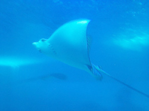 Maui Aquarium Eagle Ray