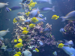 Maui Aquarium Fishes