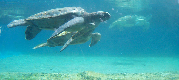 Maui Aquarium Turtles